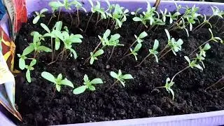 Мои КЛЕМАТИСЫ из ЛЕРУА МЕРЛЕН !