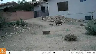 Trail cam video from early February to late March 2026, where have all the animals been