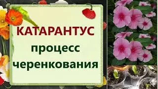 Катарантус, черенкование, содержание черенков. ЦВЕТЫ ДЛЯ САДА!!!