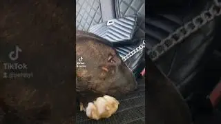 Петя бультерьер 