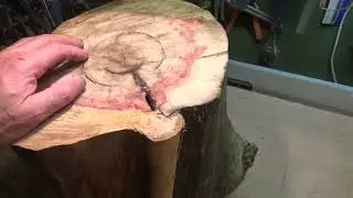 Работа с красным кленом. 1 часть . Working with red maple. 1 part .