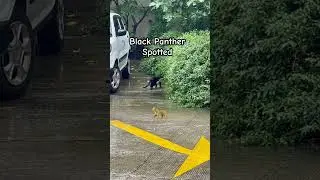 Black Panther Spotted🐆 #blackpanther #panther #avengers #tiger #leopard #animal #amazingfacts #lion