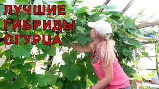 Лучшие ГИБРИДЫ огурца, которые я буду сажать