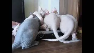 кормление сфинксов , feeding sphinxes