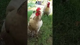 #Rooster in the village