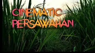 cinematic || pemandangan sawah di perdesaan