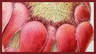 How to paint a Protea