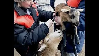 Заботливая мама, или Как ягнятам прививку делали