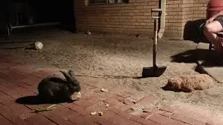 Rabbit and dog is chilling together