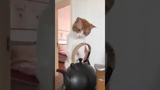 Amazing CATS.  Funny cats.  Part 41 😸💜🐕