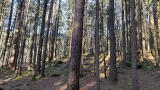 Ветер и сосны, Скалы Довбуша, Карпаты