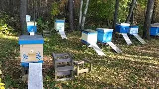 Итоги пчеловодного сезона 2021