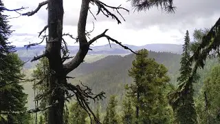Masters of Pine Cones Altai cedar cone part 1