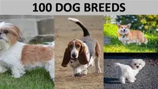 DOG BREEDS | List of 100 popular Dog Breeds in the World
