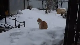 Влог Февраль Дача Гуляем с Томом по саду.Проверили Цветы в доме