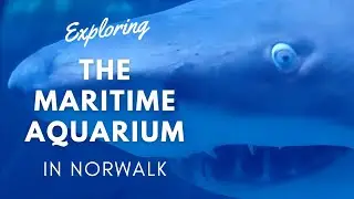EXPLORING THE MARITIME AQUARIUM AT NORWALK - PART I