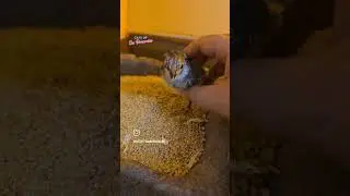 Raising Chickens with Cats #kitten #rescuekitty #kittenrescue #straycatrescue #cat #catrescueteam