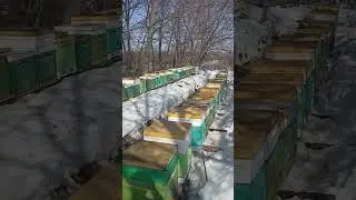 Пасека на связи. Зимовка почти закончилась) #бакфаст #мед #пасека #пчелы #рязань