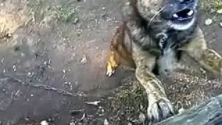 Дружок