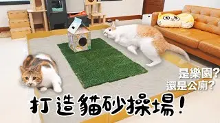 【黃阿瑪的後宮生活】打造貓砂操場！是樂園還是公廁？