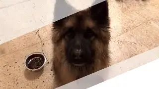 REACCIÓN de un PERRITO a su REGALO