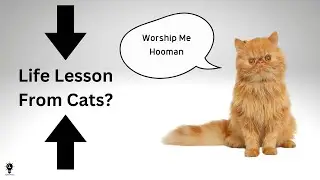 Important Life Lesson From Cats