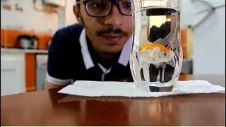 color changing fish and Potato cutting after effect algeria