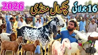 Chakwal Bakra mandi today 16 July 2026