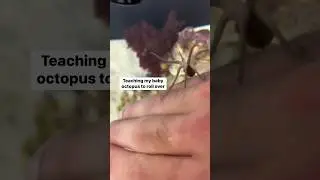 Baby octopuses are hard to train. 