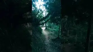 Suasana Jalan Pedesaan