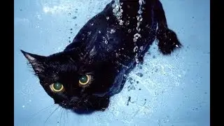 My crazy black cat loves water