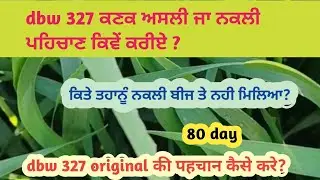 dbw 327 ਕਣਕ ਅਸਲੀ ਜਾ ਨਕਲੀ ਕਿਵੇਂ ਪਹਿਚਾਣ ਕਰੀਏ! dbw 327 original की पहचान कैसे करे?