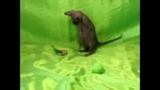 Лилушка