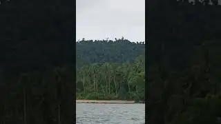 Pohon Nyiur di Tepi Pantai