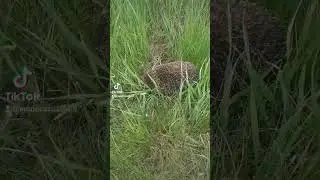 встреча с ежидзе))))