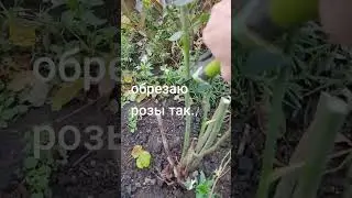 Готовлю розы к зимовке. #обрезкароз#сад#цветыспб