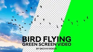 Flying birds green screen 4k 2024  No Copyright |