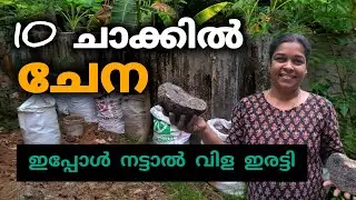 മണ്ണില്ലാതെ ചേന കൃഷി ചെയ്യാം|Elephant yam farming in sack