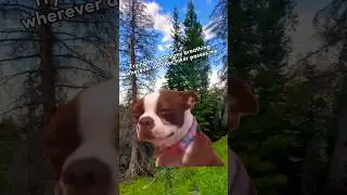 😱😰OMG!! I ALMOST DIED IN THIS TREK #memes #colorado #funny #comedy #dog #shorts #fun #hike #viral
