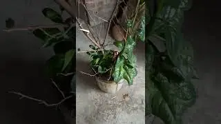 ছাদ বাগান।