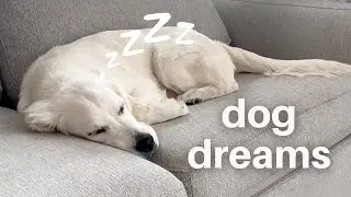 TEN Fun Facts About Dogs and Their Dreams