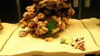 Strombus and hermit crab timelapse
