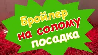 Посадка добового бройлера на солому