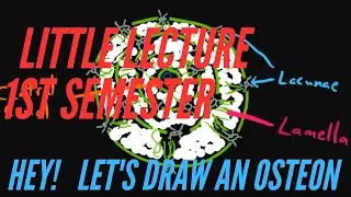 Little Lecture 1st Semester:  HEY!  LET'S DRAW AN OSTEON