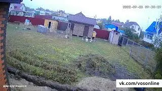 Лиса белым днем забежала в частный дом в Воскресенске и почти утащила курицу.