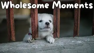 He Did His DOG so DIRTY 😱 | Wholesome Moments