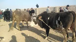 KATTA BUQALAR NARHLARI QIZIRIQ MOL BOZORI 2022 КИЗИРИК МОЛ БОЗОРИ 2022 