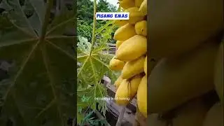 pepaya emas #petani