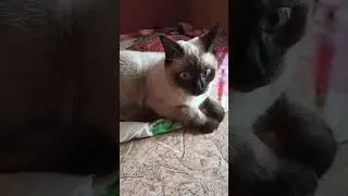 КОГДА ТЫ ХОРОШ😼 #shorts#коты#котики#catsofyoutube