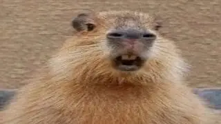 РЕБЯТ Я СВОЙ!😀